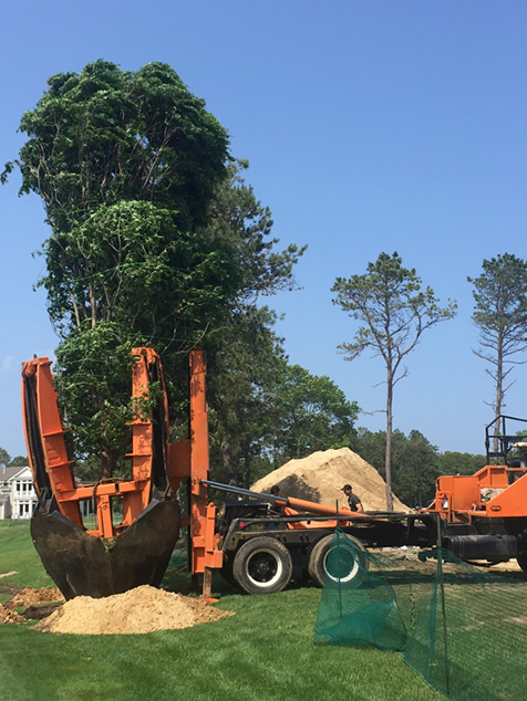 HF Johnson Tree Farm Boston