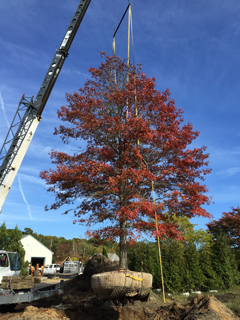 HF Johnson Tree Farm Boston