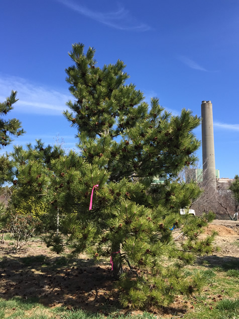 HF Johnson Tree Farm Cape Cod